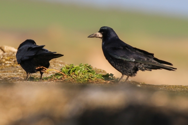 Rooks on top of the pier wall at Rush Harbour, County Dublin