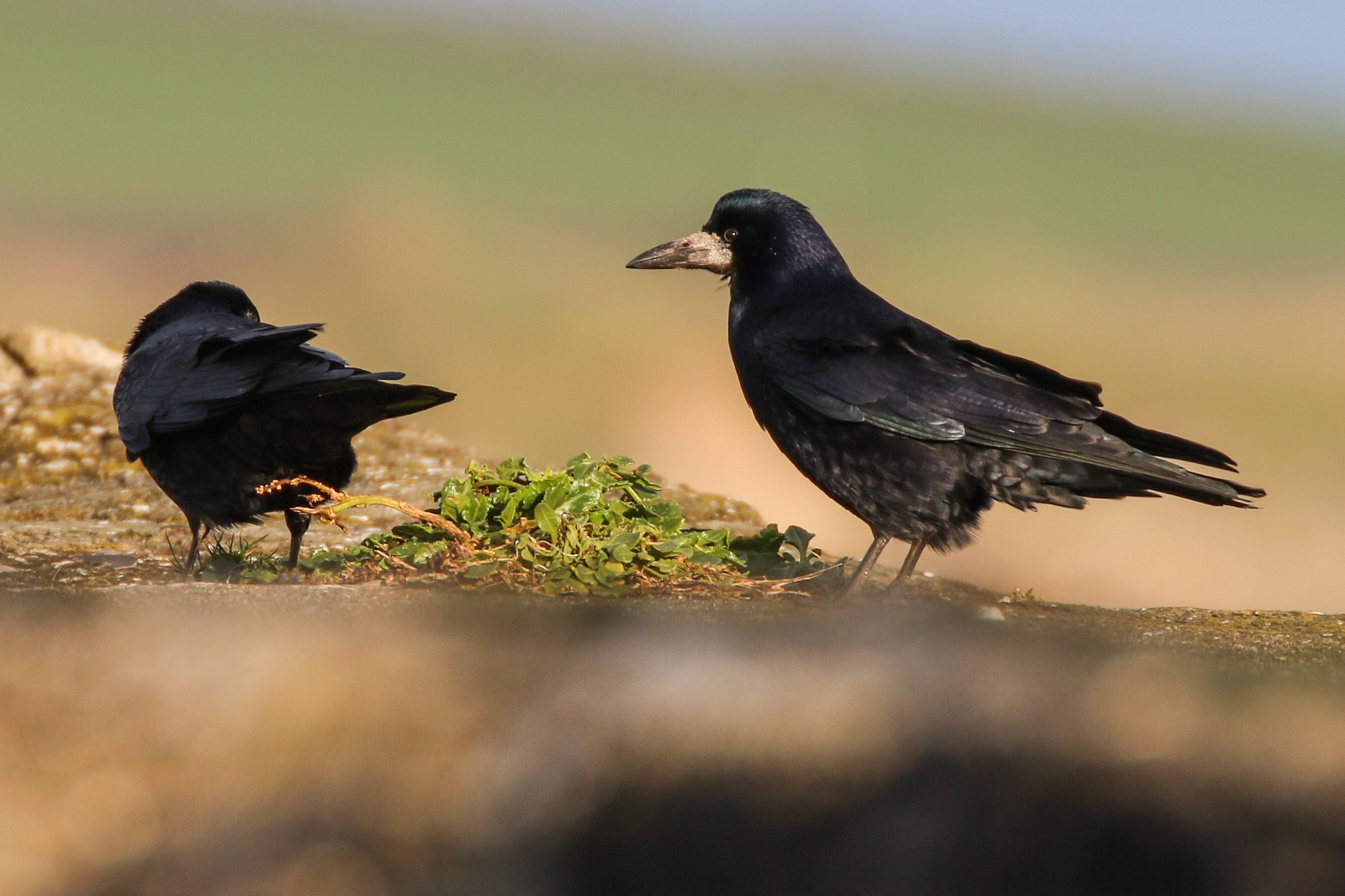 A Rook sits on the harbour wall at Rush Harbour, Dublin