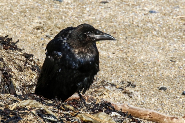 A Carrion Crow on the back of the beach at Rush Harbour, County Dublin