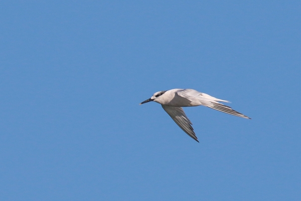 A Sandwich Tern flying against on clear day over Rush Harbour, County Dublin