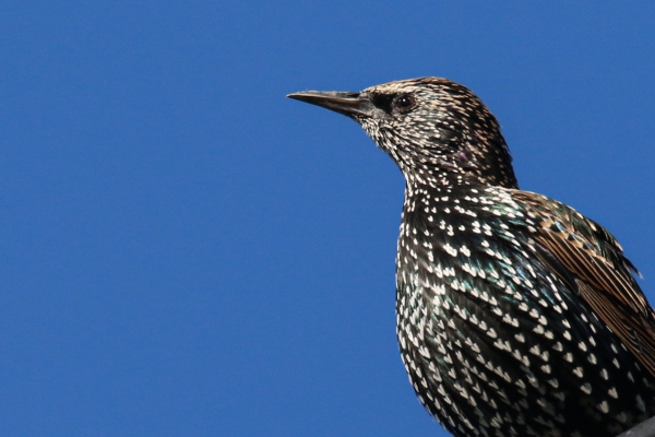 A Starling against a clear blue sky at Rush Harbour, County Dublin