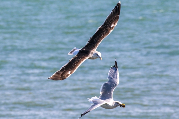 A Great Black backed Gull chaes a Herring Gull to steal a crab!