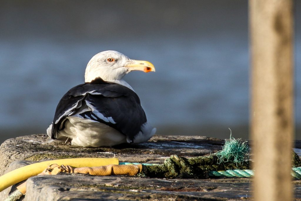 A Great Black-backed gull sits on the pier wall at Rush Harbour, Dublin
