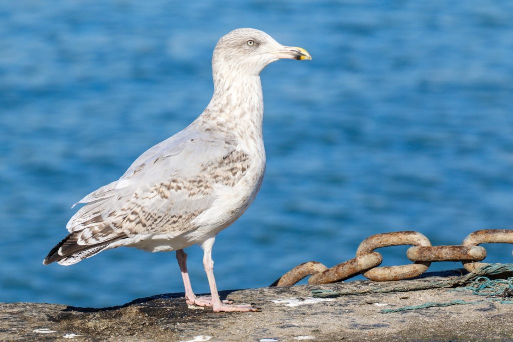 Bird watching dublin rush harbour