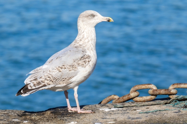 A Herring Gull stands in the edge of the pier wall at Rush Harbour, County Dublin