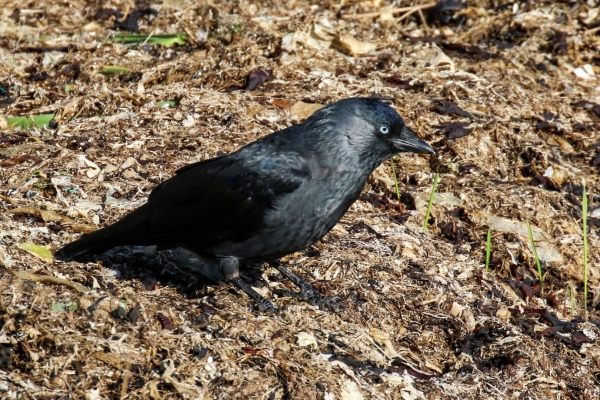 A Jackdaw looking for food in the old seaweed at the back of Rush Harbour, County Dublin