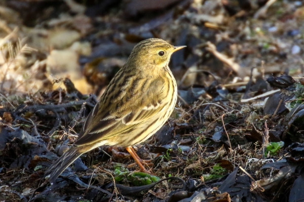 A Meadow Pipit standing on seaweed at Rush Harbour, County Dublin
