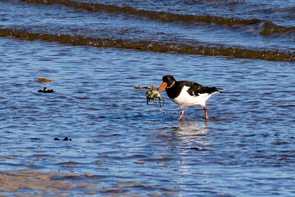 Bird watching dublin rush harbour