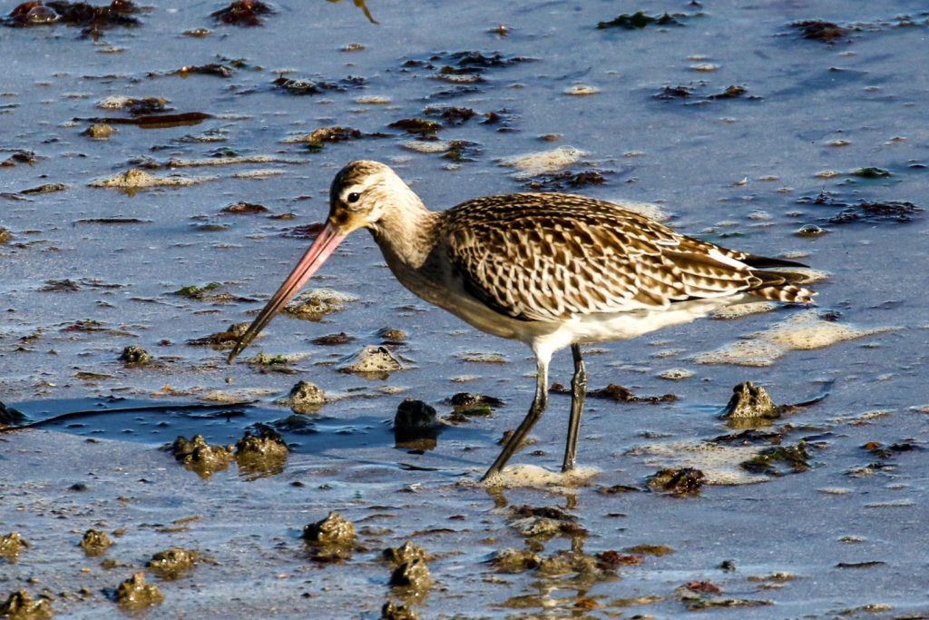 Bird watching dublin rush harbour