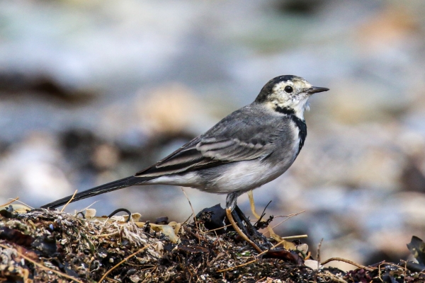 A Pied Wagtail hunting for bugs on the beach at Rush Harbour, County Dublin