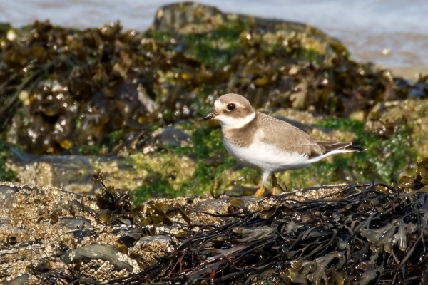 A Ringed Plover looking for food in seaweed on the rocks in Rush Harbour, County Dublin