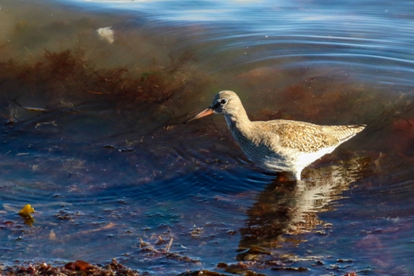 A Redshank hunting in murky water at Rush Harbour, County Dublin