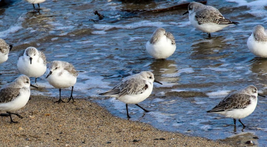 Bird watching dublin rush harbour