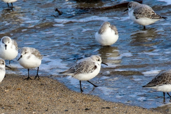 A Group of sanderlings at the waters edge at Rush Harbour, County Dublin