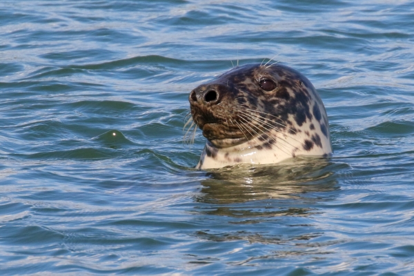 A Grey Seal pops its head above the surface at Rush Harbour, County Dublin