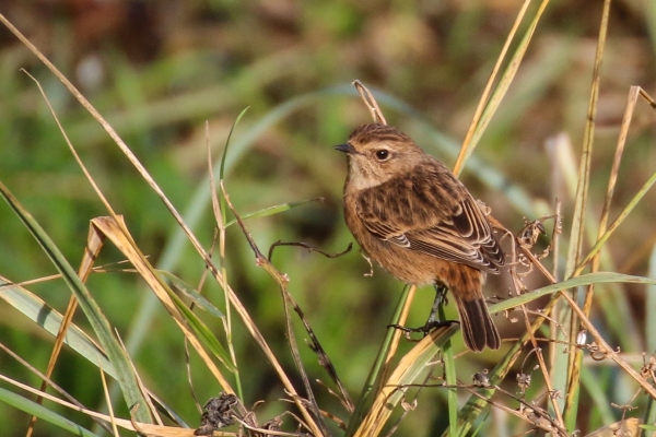 A Stonechat on reed stalks at the back of Rush Harbour, County Dublin