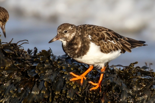 A Turnstone foraging in the sea weed at Rush Harbour, County Dublin