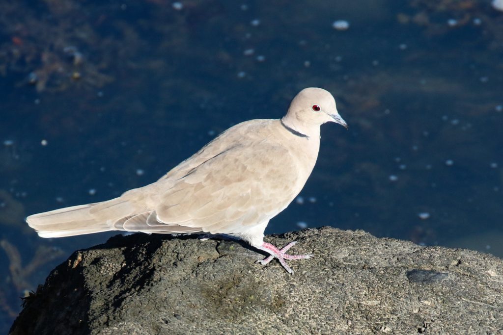 Bird watching dublin rush harbour