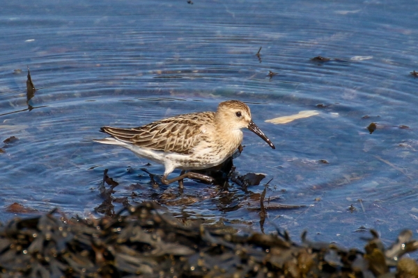 A Dunlin looking for food in a tidal pool at Rush Harbour, County Dublin