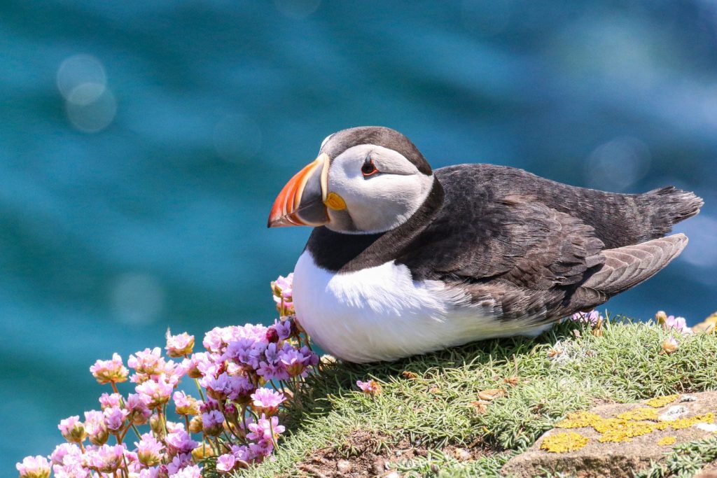 bird watching ireland