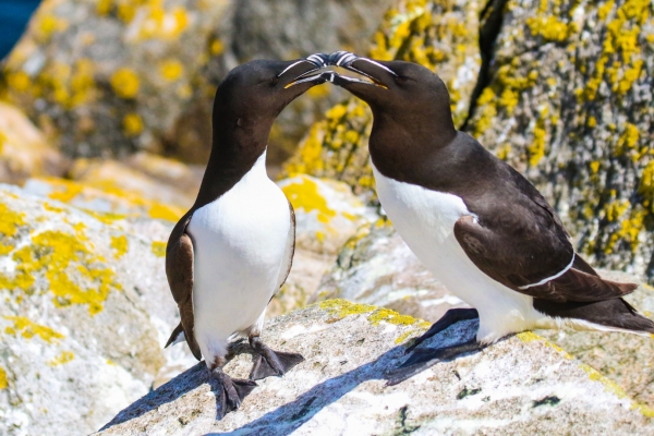 Razorbills greet one another on the rocky shoreline, Great Saltee Island
