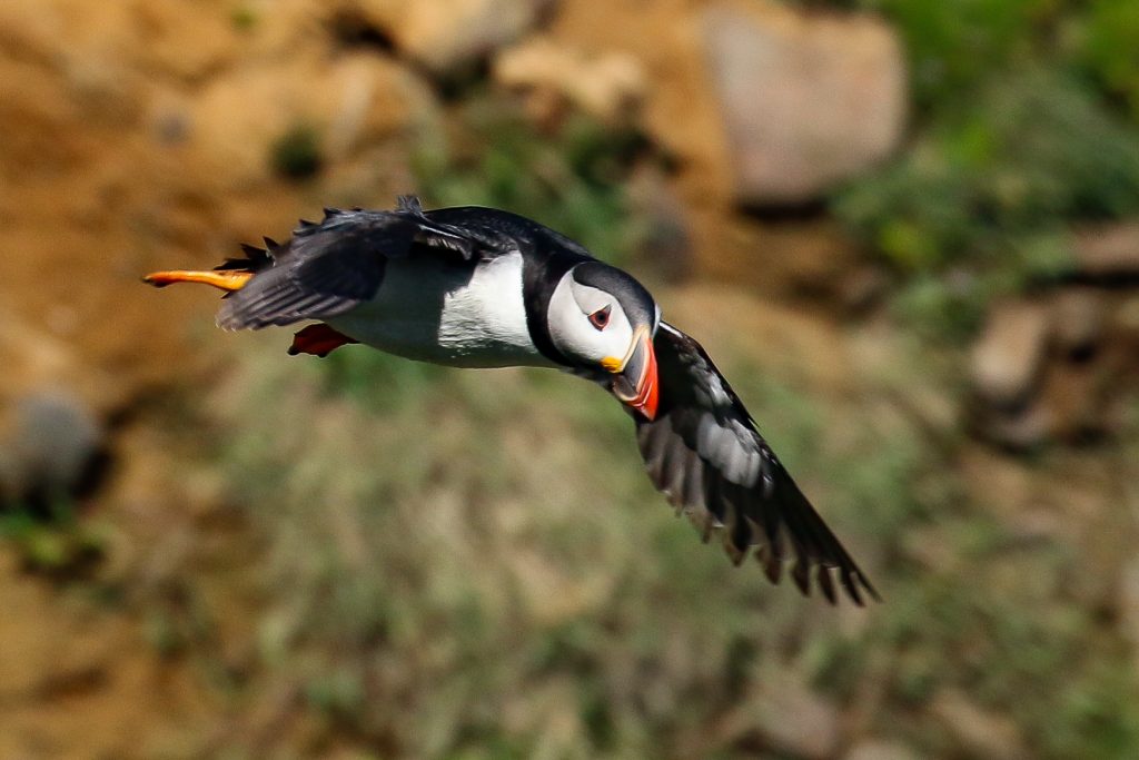 Bird Watching Wexford