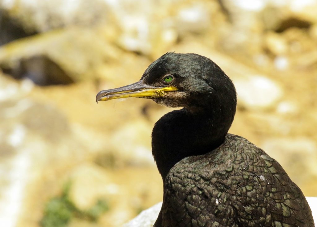 Bird Watching Wexford