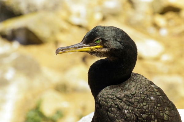 A Shag sits on the rocks on Great Saltee Island, Wexford