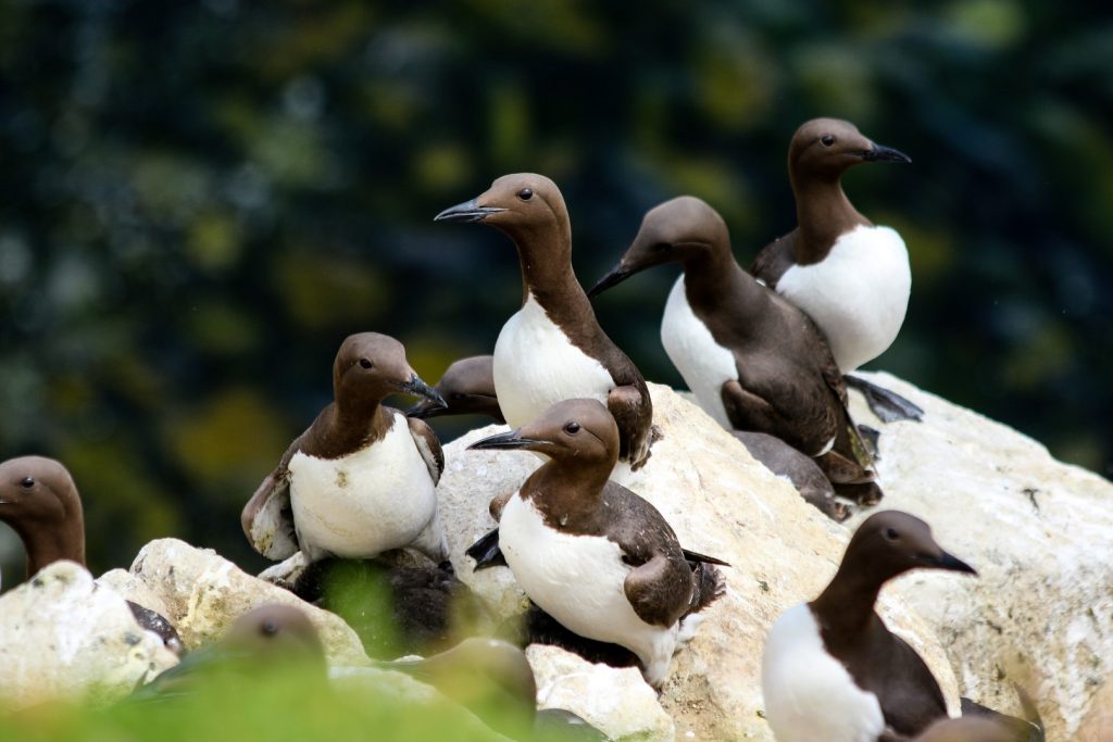 bird watching ireland