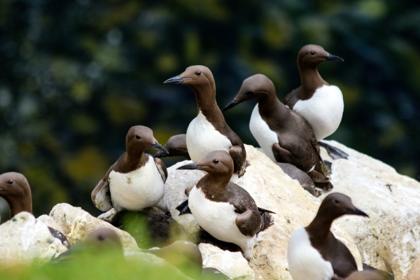 Guillemots perched on a cliff top at Great Saltee Island, Wexford
