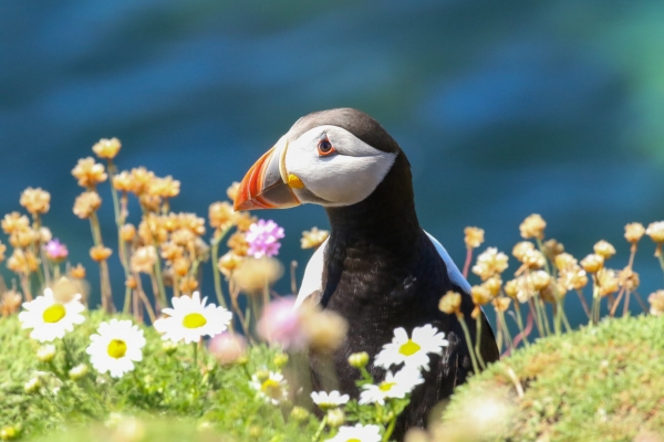 Puffin sitting in wildflowers at the cliff top, Saltee Islands, Wexford