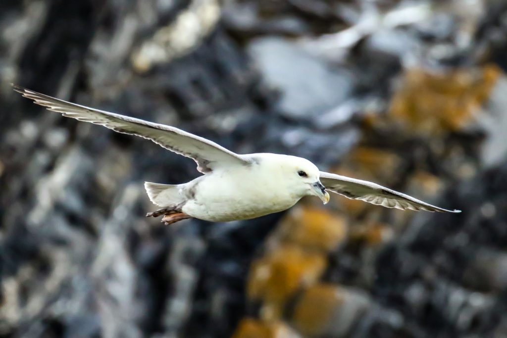 Bird Watching Wexford