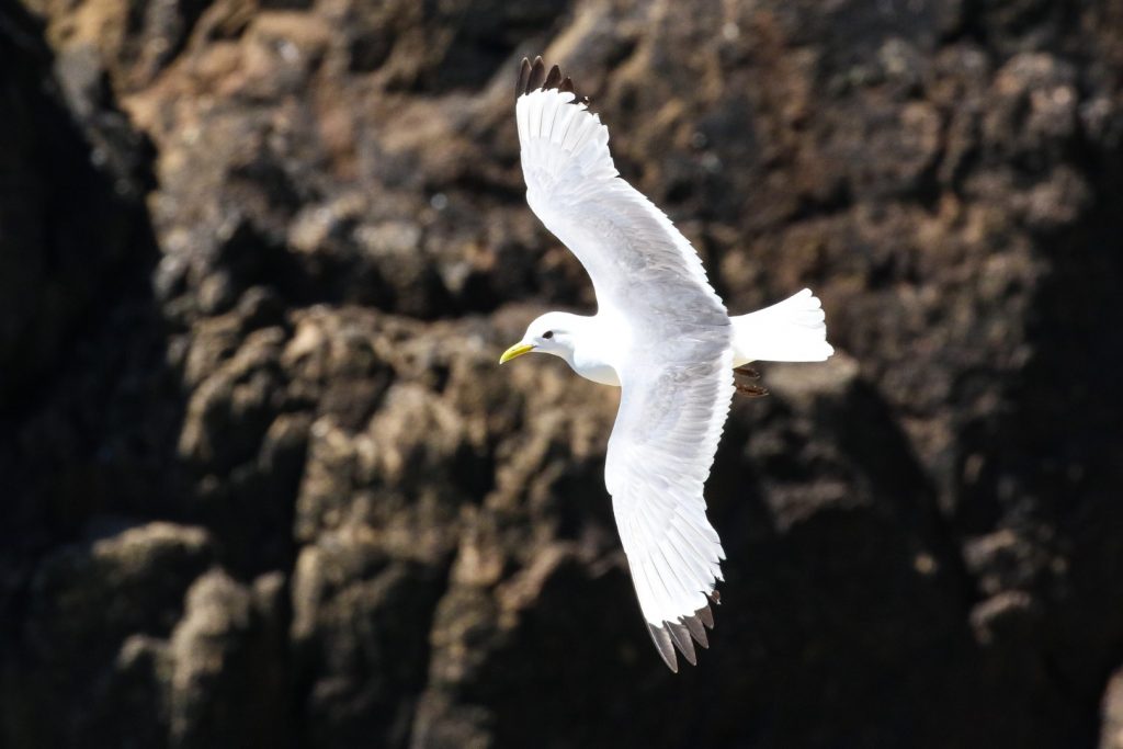 bird watching ireland