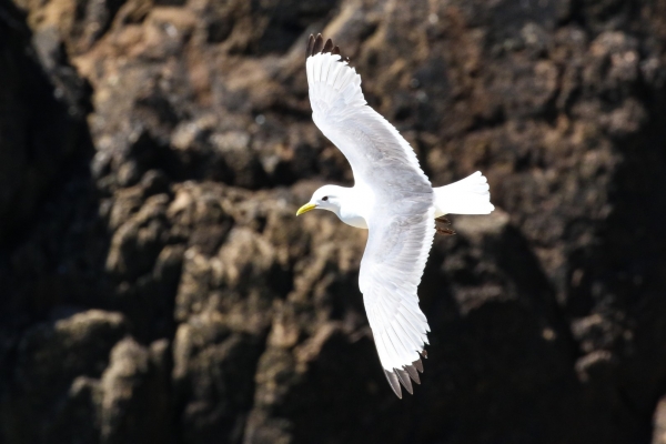 Kittiwake flying close to cliffs on Great Saltee Island, Wexford