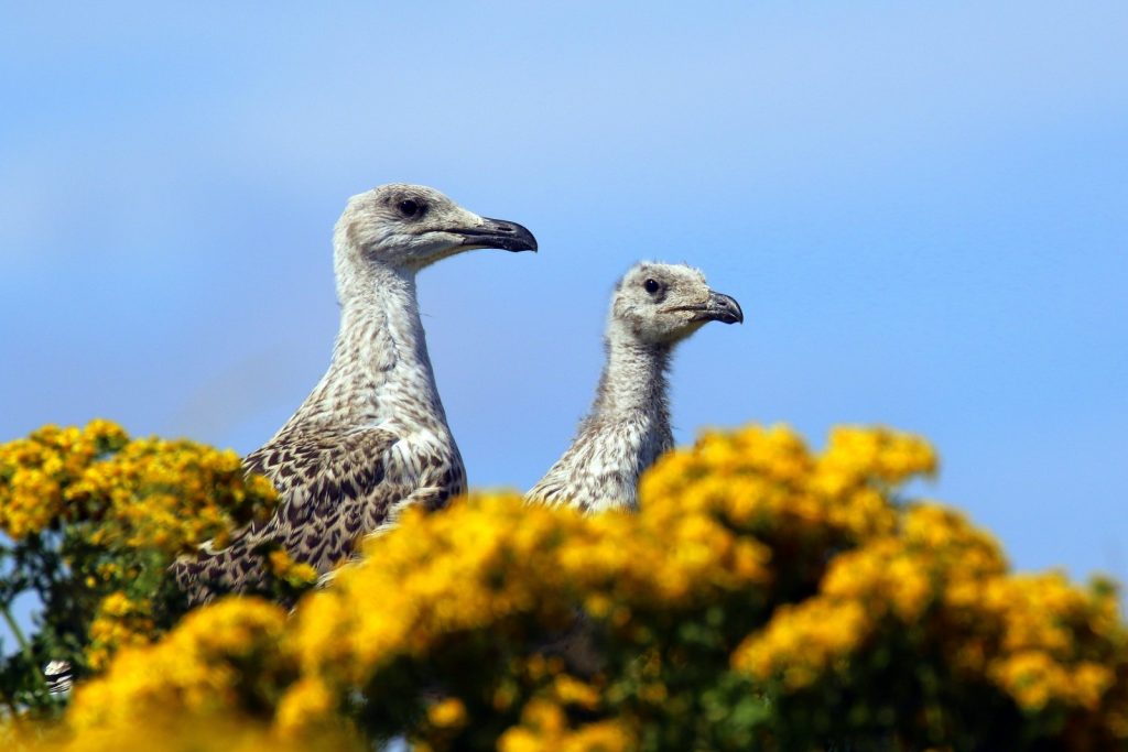 Bird Watching Wexford