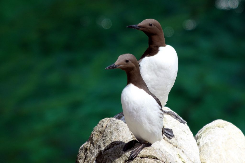 Bird Watching Wexford