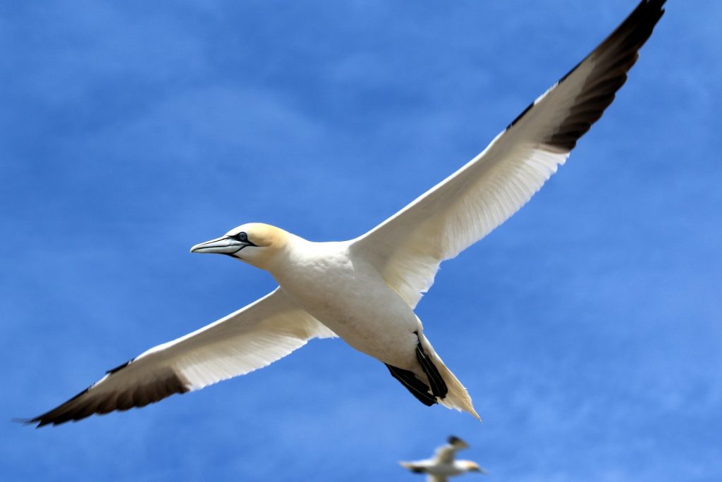 bird watching ireland