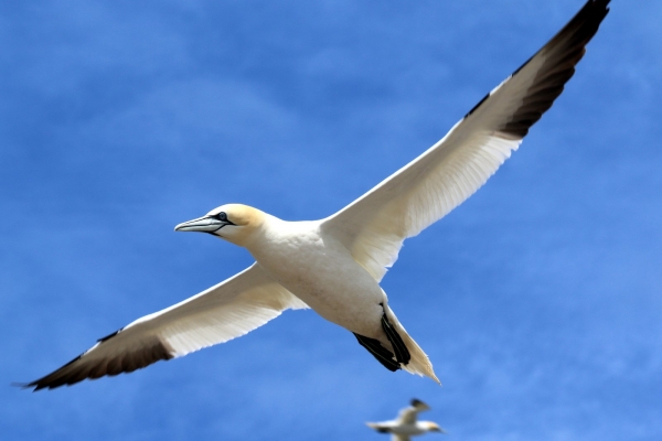 Gannet soars in a blue sky above Great Saltee Island, Wexford