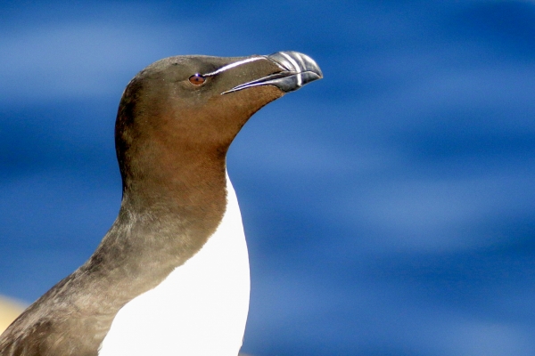 Bird Photography Camera Settings