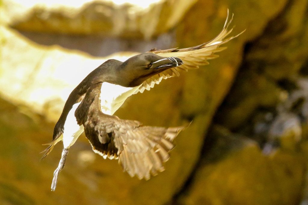 Bird Watching Wexford