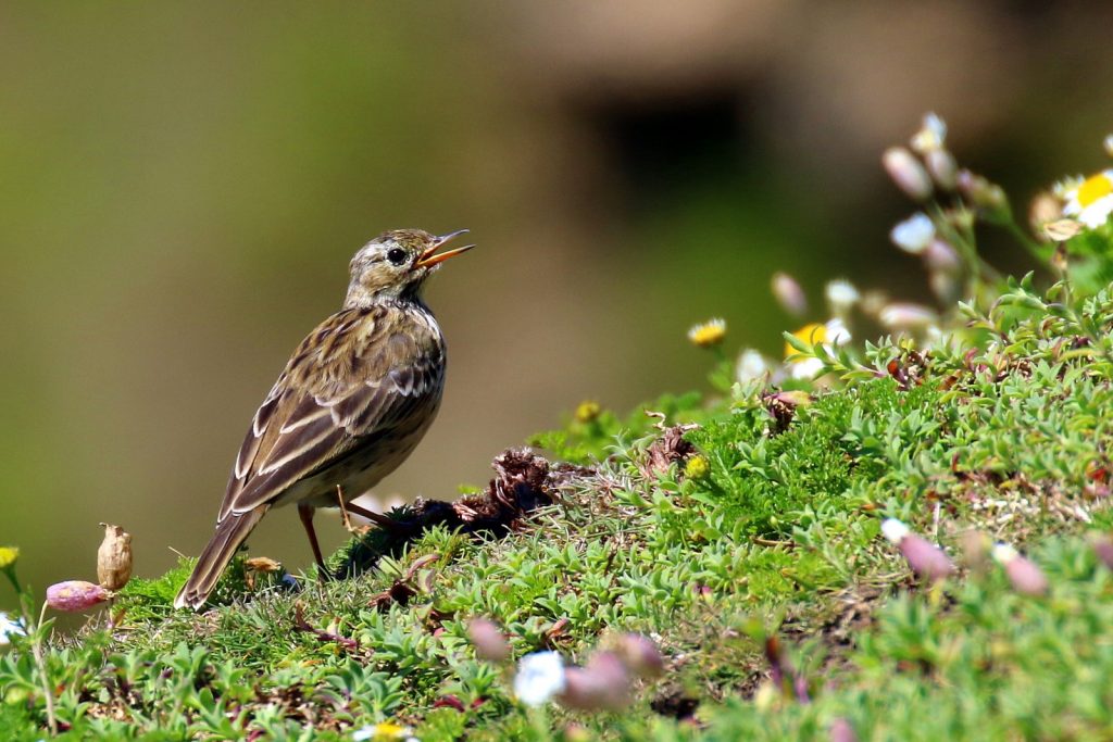 Bird Watching Wexford