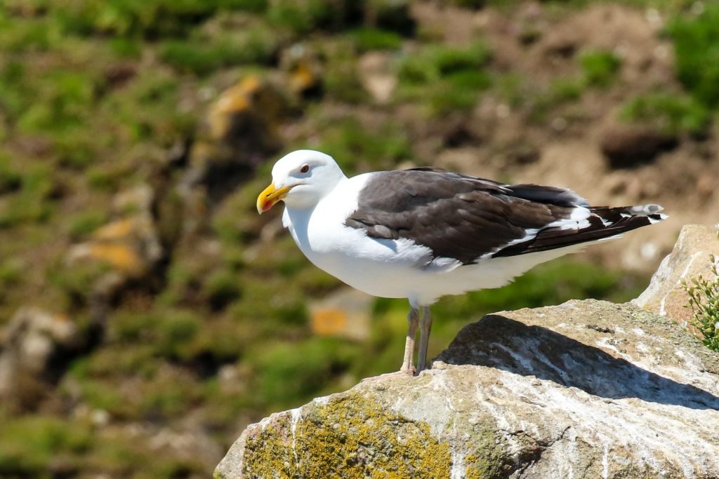 Bird Watching Wexford