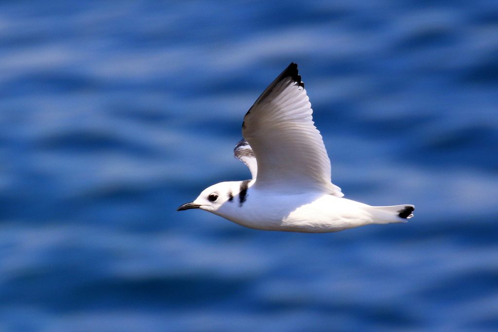 Bird Watching Wexford