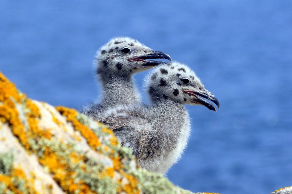 Bird Watching Wexford