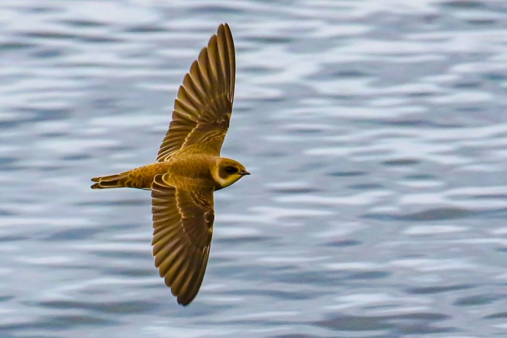 bird watching ireland