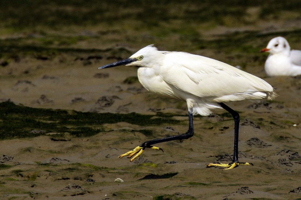 sandymount dublin bird watching