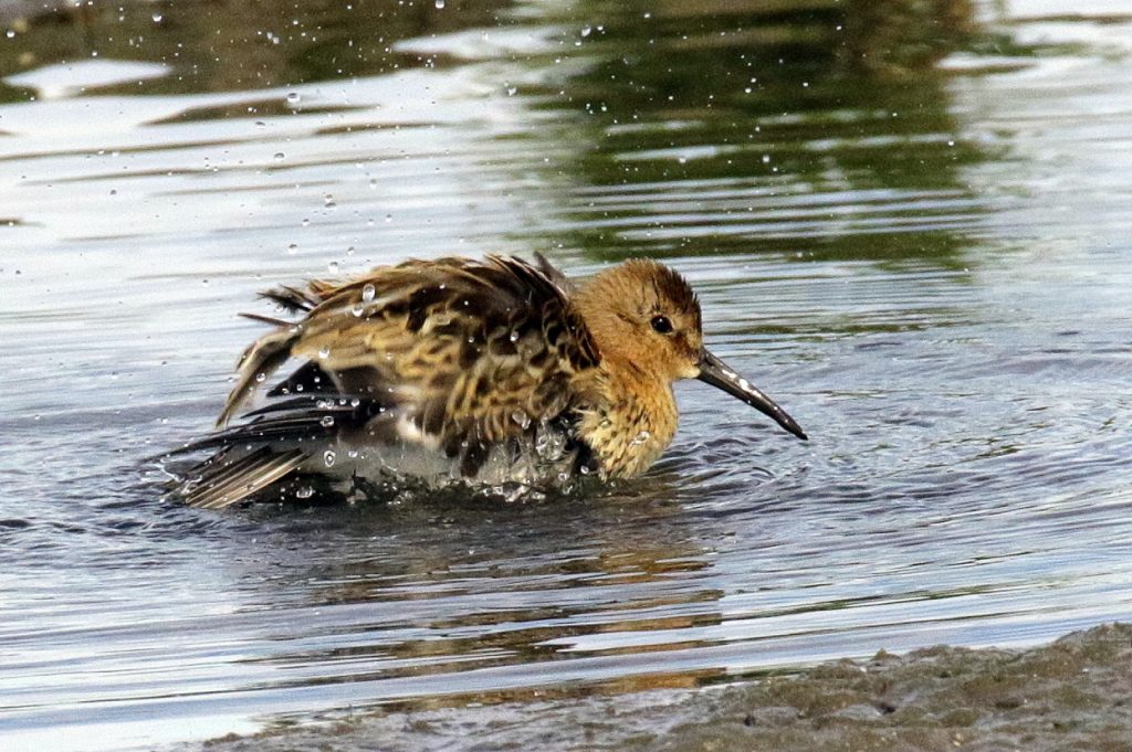 sandymount dublin bird watching