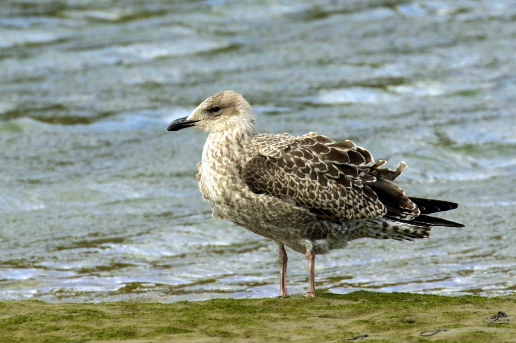 sandymount dublin bird watching