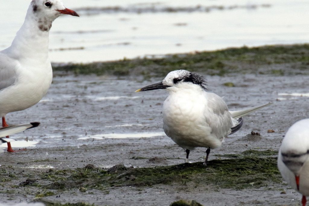 sandymount dublin bird watching