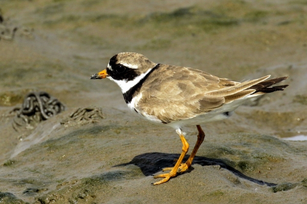 A Ringed Plover stands on the beach at Sandymount at low tode